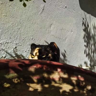 Kalukitty's profile picture. A cat who lost her memory every 5 minutes 🤕😾