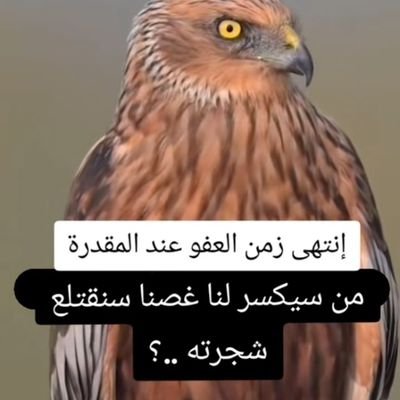 ThamrSaba47329's profile picture. Iraq will remain the beacon of the world and the origin of civilizations, no matter how many dogs gang up on you.