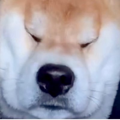 kyoteikachitai's profile picture. 