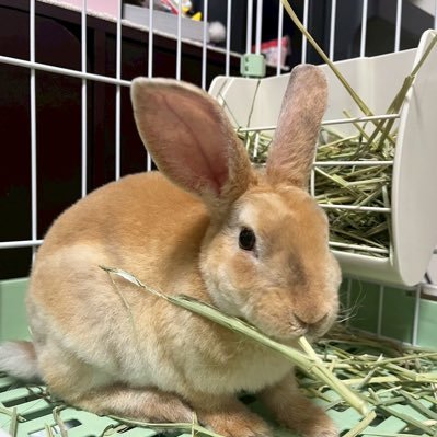 🐇 ִֶָ ࣪ 𑊢2025年3月生まれミニレッキスの