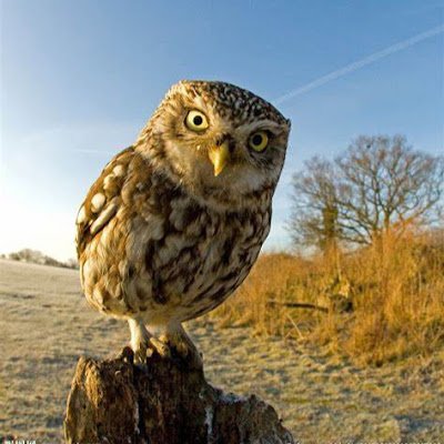 subuer29's profile picture. 