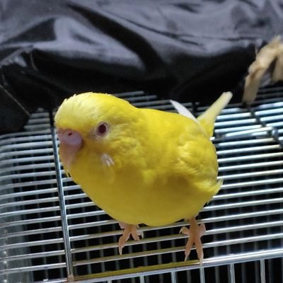 🐦️鳥さん大好き!香港🇭🇰大好き!香港が何故そんなに好きなのか?まだ見つからないその答えを見つけるために香港に行きたいのだけれど現在は条件が整わずしばしお預け中。梁朝偉迷。セキセイインコ(ルチノー:♀)のピートン飼ってます。私の今の生きる支え!インコカワインコ🐥