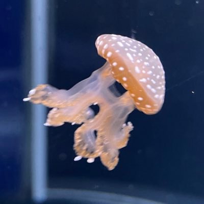 やぎさんのプロフィール画像