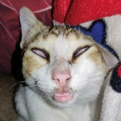 BitVario93732's profile picture. sorry aing gaada money 😹😐😝😡😭