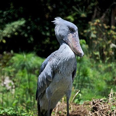 マカロニさんのプロフィール画像