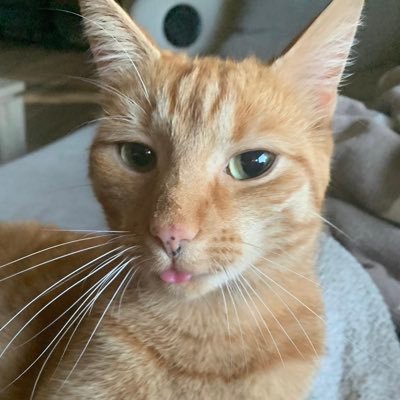 zzyroniq's profile picture. I’m Louis, I love Planes, My Cat, Madison Beer & Taylor Swift.
