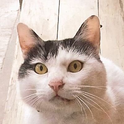 yasuhirockpile's profile picture. @yasuhirockshowのサブ・アカウントのような、こっちがメインのような。レコードやラジオにギター、「飛び出し坊や」を探し求めるサイクリングなどを愛好しております。僕もコレクター！