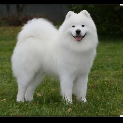 Dilawarkhan5274's profile picture. 