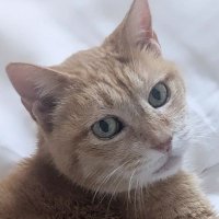 圏外 (@ayuasano) 's Twitter Profile Photo 圏外 (@ayuasano) 's Twitter Profile Photo
