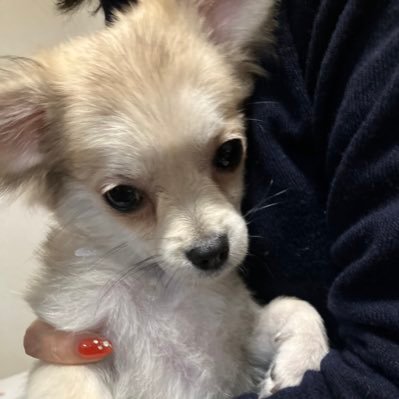 Takeru8910Y's profile picture. 愛犬家、元極真空手黒帯、 SCMプロフェッショナル