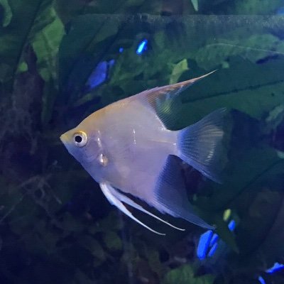 まじめにヤバスギィ！な方々を応援しています。