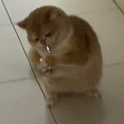 VoiucuaSeik0's profile picture. 