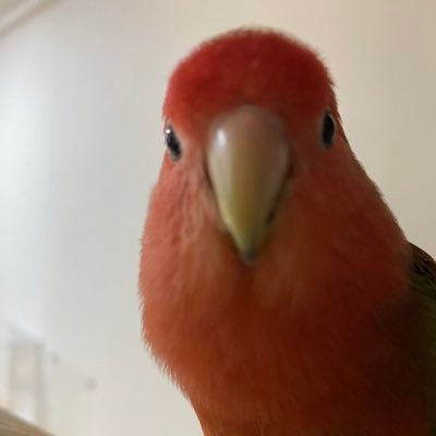 豊田梵さんのプロフィール画像