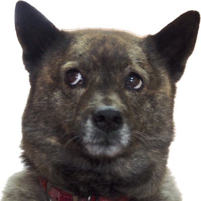 kana12138361's profile picture. 「わんちゃま」と読みます。｜ESFJ-T or ESTP-T ？