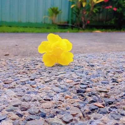 vakaloloma01_c's profile picture. Chill bruh😉