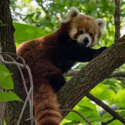 Drakehansenb's profile picture. ASEXUAL  θ∆ 
they/it 
I AM RACCOON