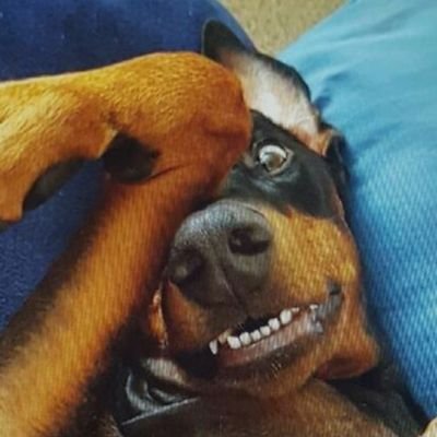 molson1976's profile picture. America 1st and only, Diversity=Adversity, Voter ID and citizen only voting. 2A rights. Puppies, BEER, and brewers baseball.