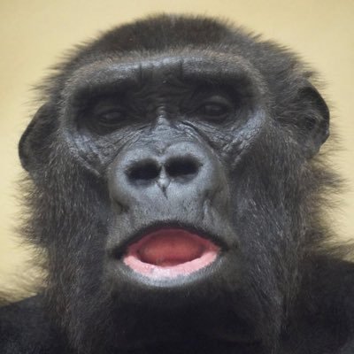darls0l's profile picture. Yankees  #RepBX
I make memes