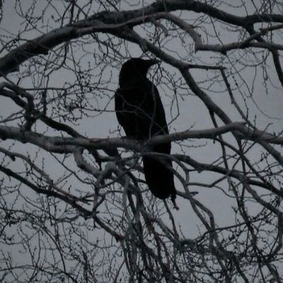 fozzilledcapri's profile picture. 