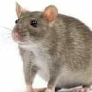 depressiva isolada triste demais venenosa psicopáticas viciada em bater masturbasao e comer pão