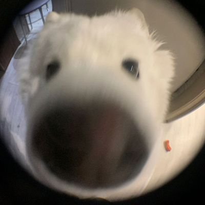 kdk11070323's profile picture. 오타쿠아니에요
@sisonon511 @chewwy_cherry @jaem_kitten