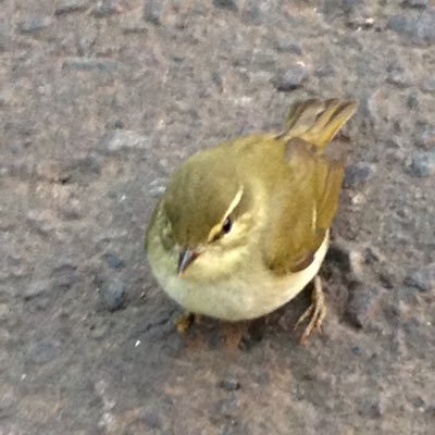 NAKATA_basket's profile picture. 