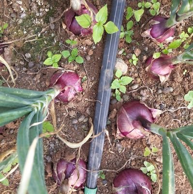 GithinjiKaranja's profile picture. Farmer,Agripreneur..liberated mind....