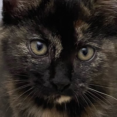 鯰niánさんのプロフィール画像