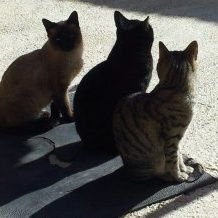 osevarro's profile picture. 