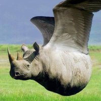 کرگدن بالدار (@kargadanbaldar) 's Twitter Profile Photo کرگدن بالدار (@kargadanbaldar) 's Twitter Profile Photo