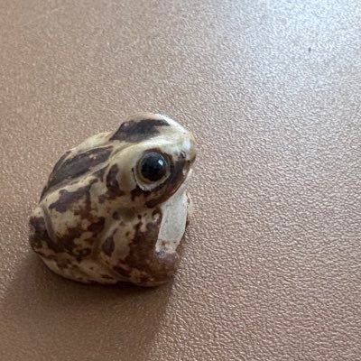 combu95's profile picture. うさぎ飼い