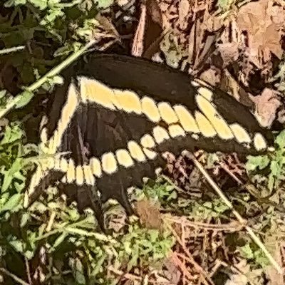 ibesopure's profile picture. 