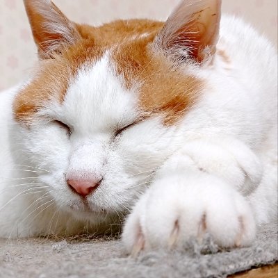 ｼｬｰ 🥒 ฅ(`ꈊ´ฅ) ~Fさんのプロフィール画像