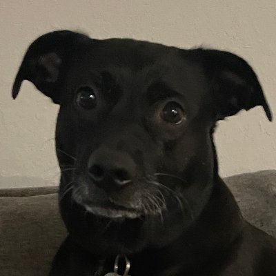 Kokichen010's profile picture. 