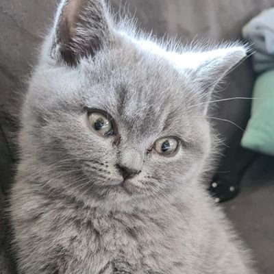 CK16821210's profile picture. 