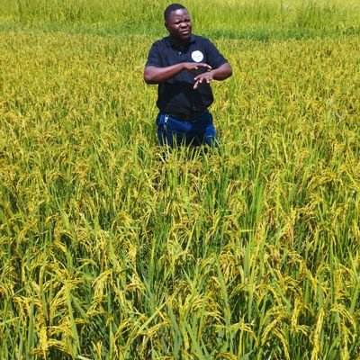 CropSupply's profile picture. Global Cross border Crop Sourcing and Traceability platform powered by @MazaoHub