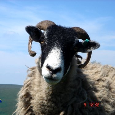 icarus33style's profile picture. 