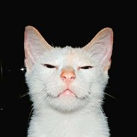hasankilabi_'s profile picture. signèr 🌿 | pls be kind to animals