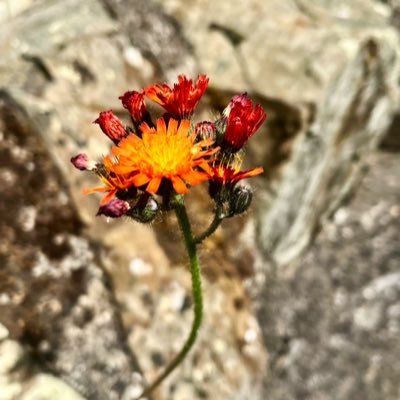 Hello 😊✌️ Nice to meet you! #photography #nature #flowers #foodie #wine #animals #quotes #laughs All pictures are taken by myself 📷 I don’t reply to DM 📩