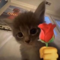 مدير القروب | Мохаммед (@p8ppi2) 's Twitter Profile