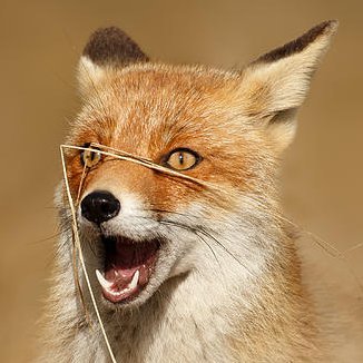 『 c x 』🦊 ffxivさんのプロフィール画像