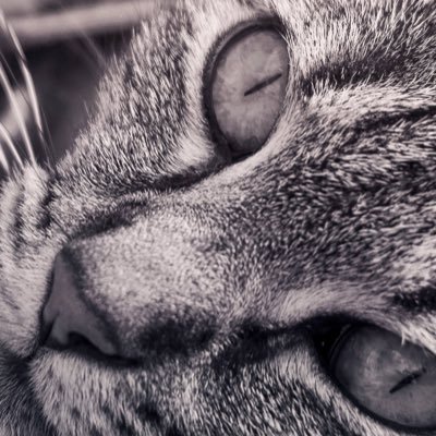 spectacles2236p's profile picture. I don't need color now. There's only a monochrome world🖤 Enjoy my poison to the fullest☠️ I don't read DMs or reply to them✉️(DM)❌チームぱぷりこ🌱所属