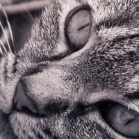 スペクタクルスといふ者 (@spectacles2236p) Twitter profile photo