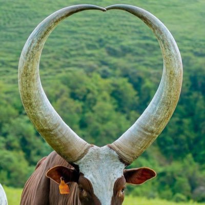 Watatu wasonge, wawili wakufe, mmoja abaki, atajenga nchi