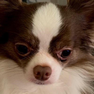 biddybear1951's profile picture. 