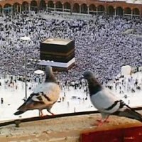 حمام مكه 🕊 (@markstark17) 's Twitter Profile