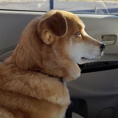 yatanibashi1973's profile picture. 島根の毒海豹
猫を飼う犬派