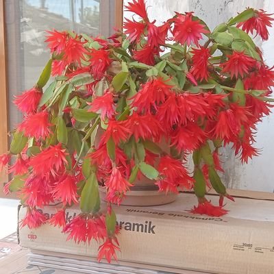 Sevdaha91456897's profile picture. evli cift