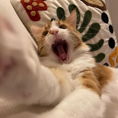 sinankirimoglu's profile picture. 🧑‍💻 🦀 ☁️