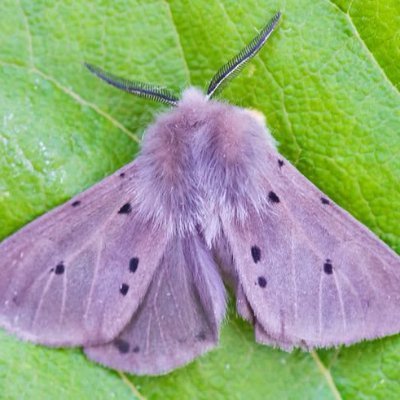 AaronDaviswifee's profile picture. ^ Call me Esnupii or Euremme!!
^ 22!!
^ i'm multi famdom girlie :33
^ Pansexual and a demi-girl ;P
^ EXPECT THE UNEXPECTED!!!

Bah-baiii